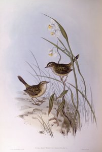 Calamanthus estriado (Calamanthus fuliginosus), Grabado de John Gould de John Gould