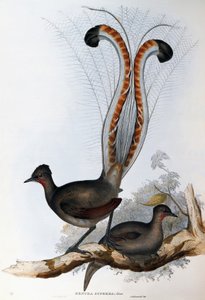 Ave lira soberbia (Menura superba)