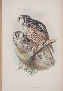 Surnia Funerea, lámina de Las Aves de Gran Bretaña por John Gould, publicado 1862-73