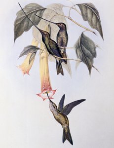 Colibrí pico de espada (Docimastes ensiferus) de John Gould