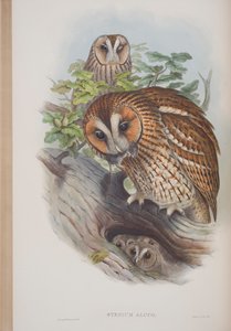 Syrnium Aluco, lámina de Las aves de Gran Bretaña por John Gould, publicado 1862-73 de John Gould