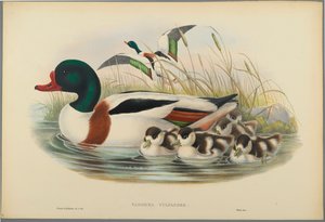 Tadorna Vulpanser: Tarro Blanco de John Gould