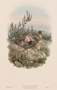Las aves de Gran Bretaña: Cuculus canorus de John Gould