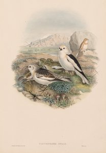 Las aves de Gran Bretaña: Plestrophanes nivalis de John Gould