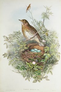 Zorzal con su nido (lito de color) de John Gould