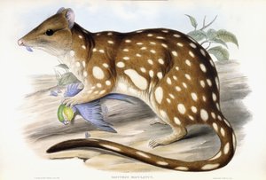 Quoll tigre de John Gould