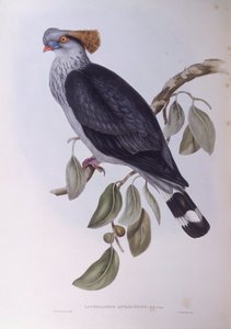 Paloma de copete (Lopholaimus antarcticus), grabado por John Gould