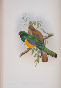 Trogon Atricollis, lámina de Las Aves de Gran Bretaña por John Gould, publicado 1862-73 de John Gould