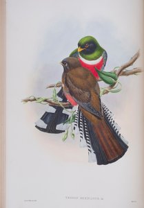 Trogon Mexicanus, lámina de Las Aves de Gran Bretaña por John Gould, publicado 1862-73 de John Gould