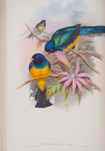Trogon Ramoniana, lámina de Las Aves de Gran Bretaña por John Gould, publicado 1862-73 de John Gould