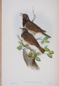 Turdis Atrogularis, lámina de Las Aves de Gran Bretaña por John Gould, publicado 1862-73 de John Gould
