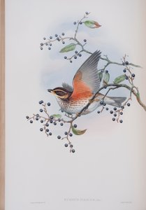 Turdus Illacus, lámina de Las Aves de Gran Bretaña por John Gould, publicado 1862-73 de John Gould