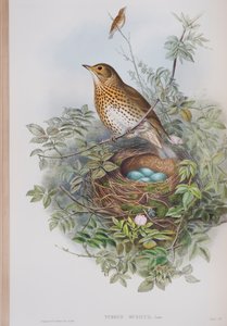 Turdus Musicus, lámina de Las Aves de Gran Bretaña por John Gould, publicado 1862-73