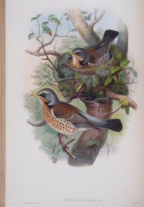 Turdus Pilaris, lámina de Las Aves de Gran Bretaña por John Gould, publicado 1862-73