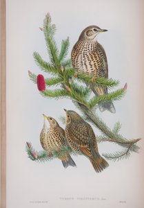 Turdus Viscivorus, lámina de Las Aves de Gran Bretaña por John Gould, publicado 1862-73 de John Gould