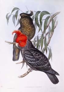Dos loros posados en una rama, grabado de John Gould