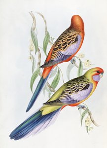 Imagen desconocida de John Gould