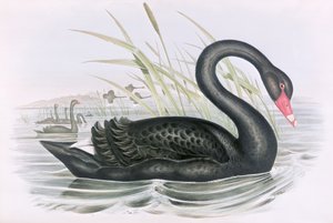Imagen desconocida de John Gould
