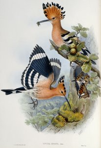Abubilla