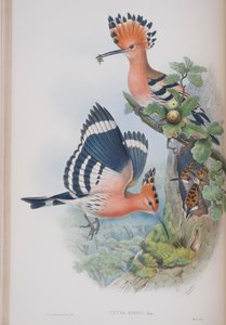 Upupa Epops, lámina de Las Aves de Gran Bretaña por John Gould, publicado 1862-73 de John Gould