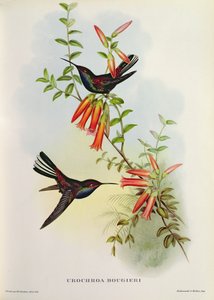 Urochroa Bougieri de John Gould