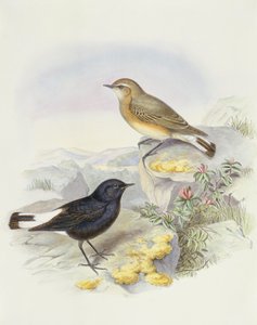 Collalba variable (Oenanthe picata), grabado por John Gould