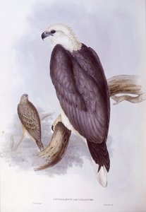 Águila pescadora de vientre blanco (Haliaeetus leucogaster), grabado por John Gould de John Gould