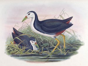 Gallineta común Amaurornis phoenicurus (Pennant) de John Gould