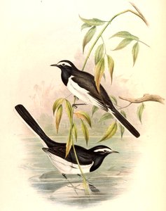 Lavandera blanca (Lavandera grande) Motacilla maderaspatensis Gmelin de John Gould