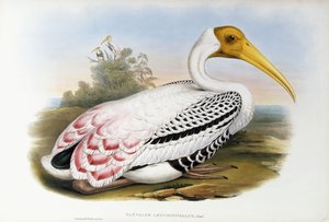 Ibis de cabeza blanca; Tantalus Leucocephalus, c.1850-1873