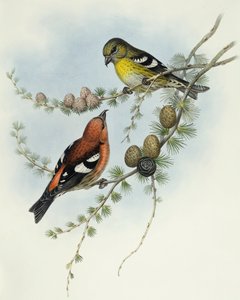 Piquituerto aliblanco (Loxia leucoptera), Grabado de John Gould de John Gould