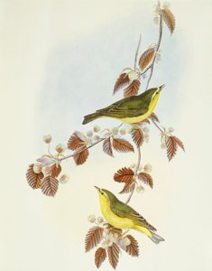 Mosquitero silbador (Phylloscopus sibilatrix), grabado por John Gould de John Gould