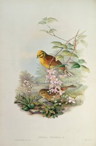 martillo amarillo de John Gould