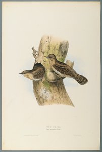 Yunx Torquilla: Torcecuello de John Gould