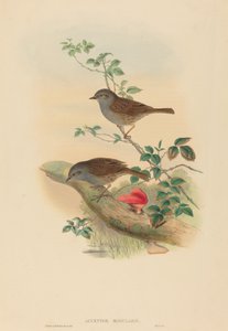 Acentor común (Dunnock) de John Gould and H.C. Richter