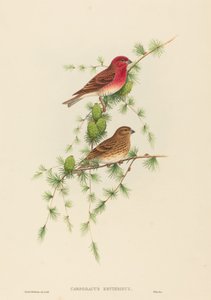 Carpodacus erythrinus (Camachuelo común) de John Gould and H.C. Richter