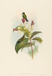 Eucephala caerulea (Zafiro de barbilla azul) de John Gould and H.C. Richter