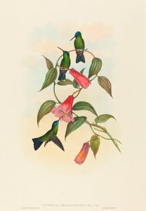 Eucephala smaragdocaerulea (Ninfa de Madera de Gould)