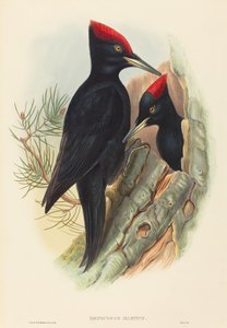 Gran pájaro carpintero negro (Dryocopus martius) de John Gould and H.C. Richter