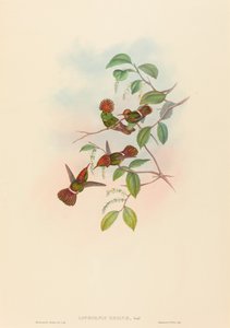 Lophornas Reginae (Coqueta Brillante) de John Gould and H.C. Richter