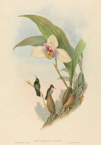 Myiabeillia typica (Colibrí de Abeille) de John Gould and H.C. Richter
