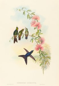 Ramphomicron microrhyncha (Picaflor de Pico Pequeño) de John Gould and H.C. Richter