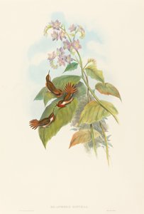 Colibrí centelleante (Selashorus scintilla) de John Gould and H.C. Richter