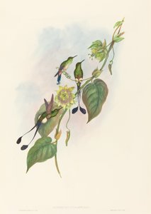 Spathura underwoodi (Cola de raqueta de pie blanco) de John Gould and H.C. Richter