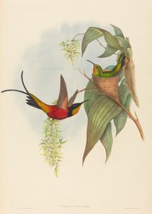 Topaza pyra de John Gould and H.C. Richter