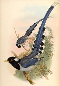 Urraca azul de pico amarillo Urocissa flavirostris (Blyth) de John Gould and Henry C. Richter
