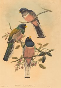 Trogan variegatus de John Gould and W. Hart