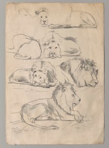 estudios de leones de John Haberle