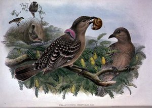 Chlamydera Orientalis