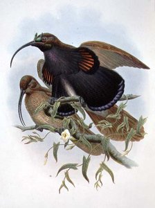 Drepanornis Albertisi de John and Hart William Gould